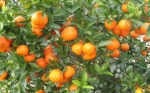 Primera exportación de mandarinas W. Murcott de Chile