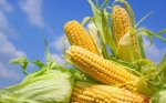 Investigadores argentinos se especializan en la optimización del cultivo del maíz