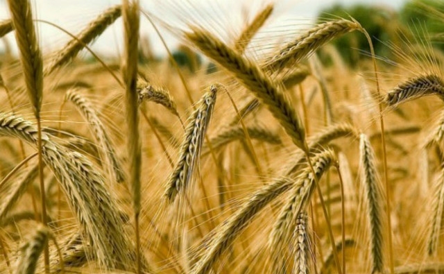 Científicos chilenos logran transgénico de trigo clonando un gen que permite incrementar el peso del grano y el rendimiento  del cultivo