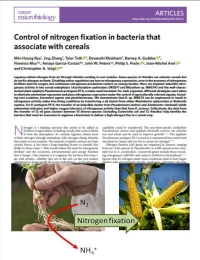 Control de la fijación de nitrógeno en bacterias que se asocian con cereales