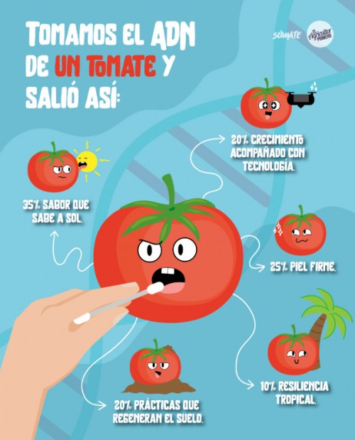 Tomate