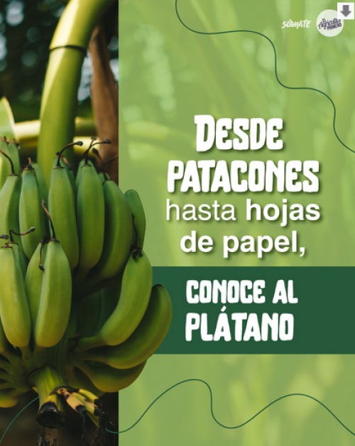 Plátano