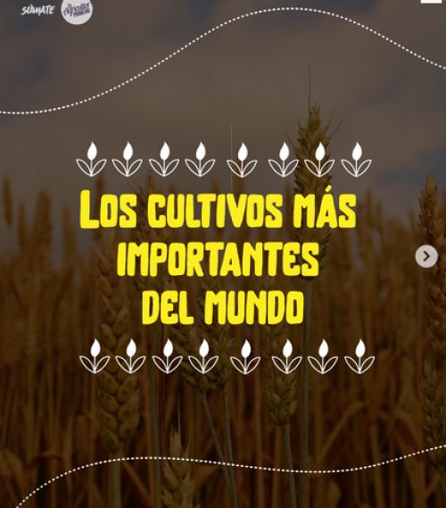 Cultivos importantes