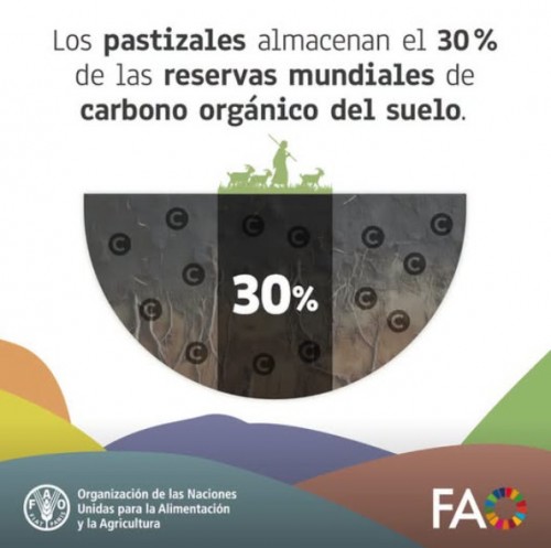 Los pastizales almacenan el 30% de las reservas mundiales de carbono orgánico del suelo