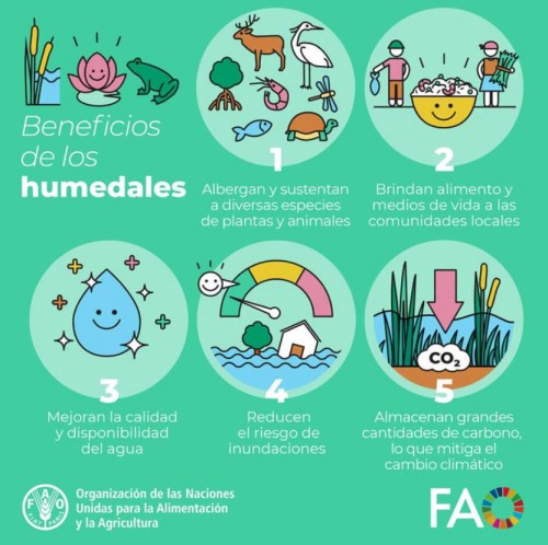 BENEFICIOS DE LOS HUMEDALES
