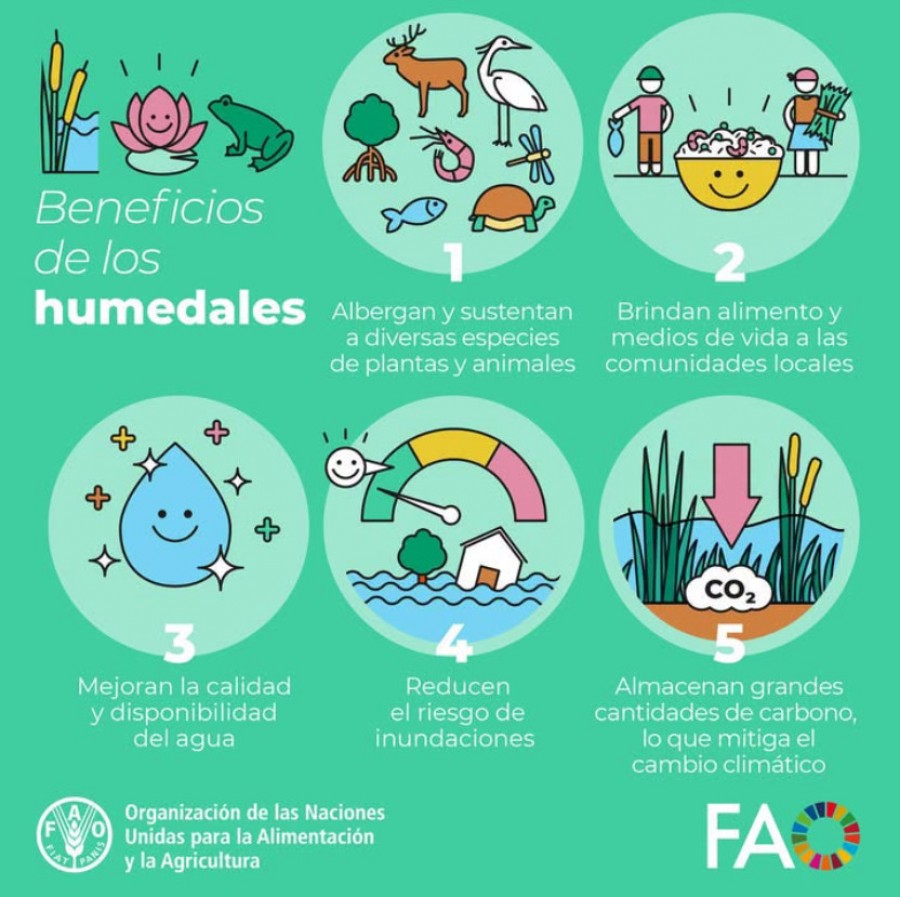 BENEFICIOS DE LOS HUMEDALES