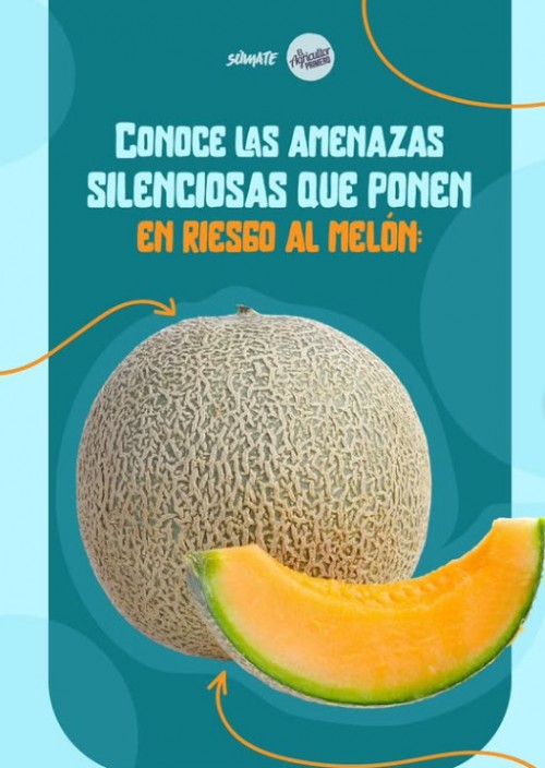 Conoce las amenazas silenciosas que ponen en riesgo al melón