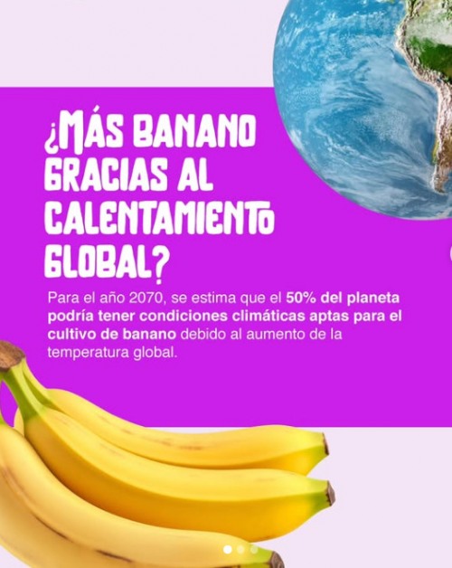 ¿Más banano gracias al calentamiento global?