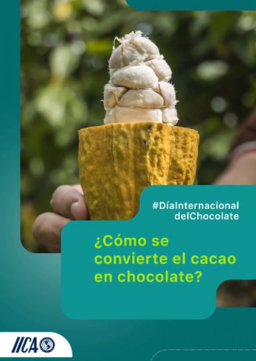 ¿Cómo se convierte el cacao en chocolate?