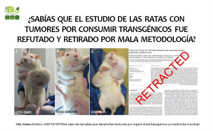 El caso de las ratas que desarrollan tumores por ingerir maíz transgénico y/o herbicida Roundup