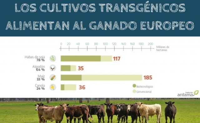 Cultivos transgénicos alimentan al ganado europeo