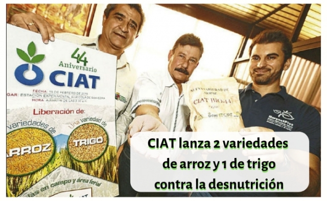 CIAT Bolivia - 2 variedades de arroz y una de trigo contra la desnutrición