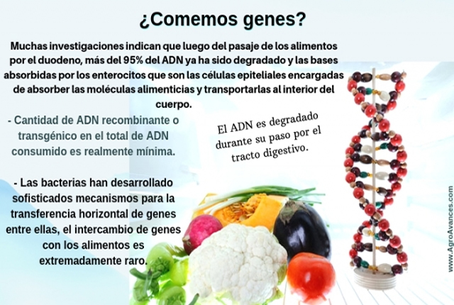 ¿Comemos genes?