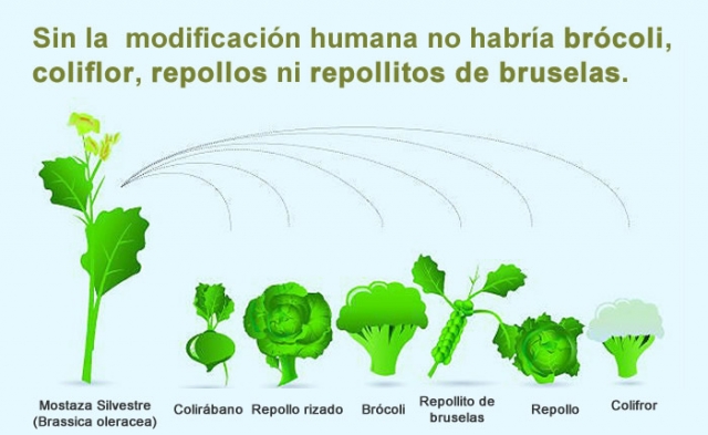 Sin la  modificación humana no habría brócoli, coliflor, repollos ni repollitos de bruselas.