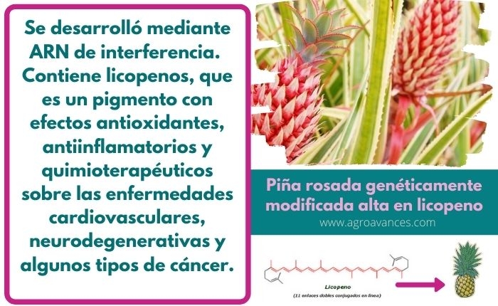 Piña rosada genéticamente modificada alta en licopeno