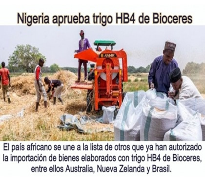 Nigeria aprueba trigo HB4