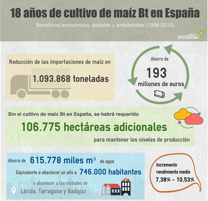 18 años de cultivo de maíz Bt en España