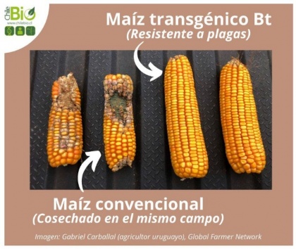 Revisión de estudios durante 20 años concluye que el maíz transgénico tiene más rendimiento y es más seguro que el convencional