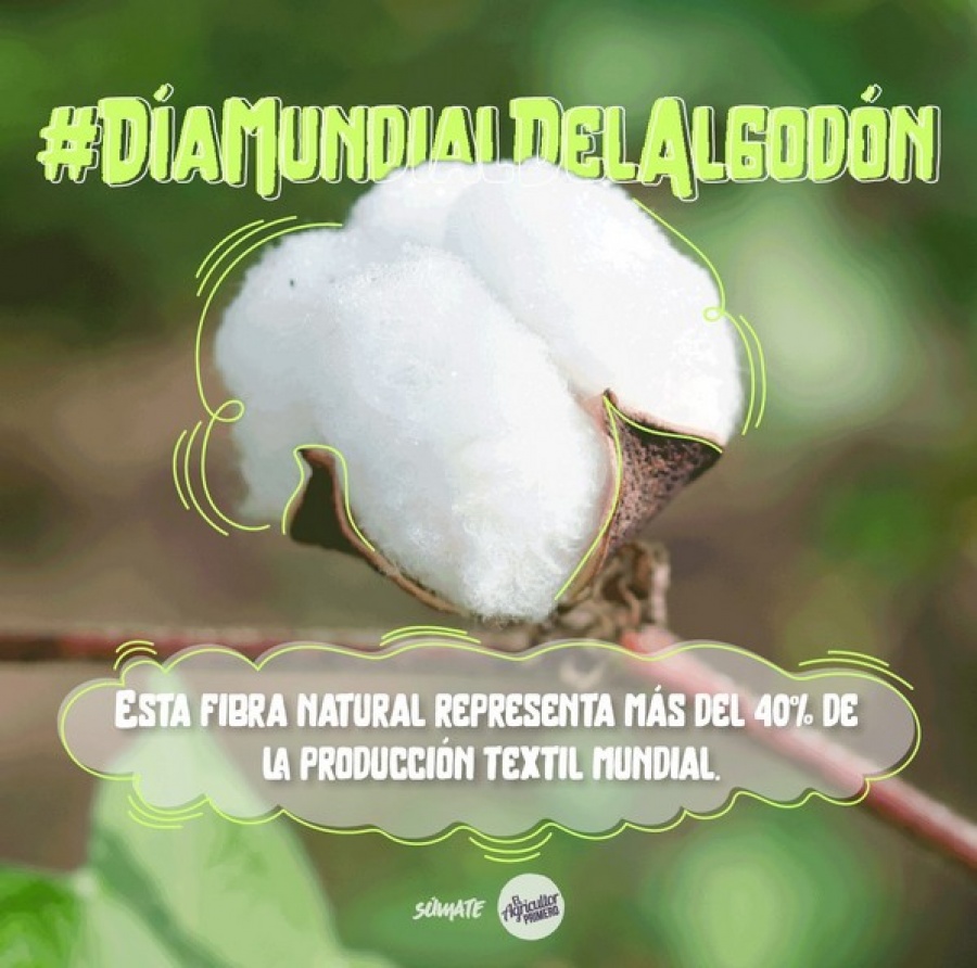 Los múltiples usos del algodón en nuestra vida